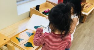 Cultivating Leaders: How Montessori Nurtures Tomorrow's Trailblazers